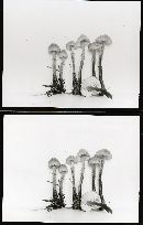 Cystoderma amianthinum image