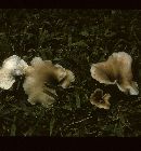 Hohenbuehelia petaloides image
