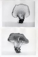Hohenbuehelia petaloides image