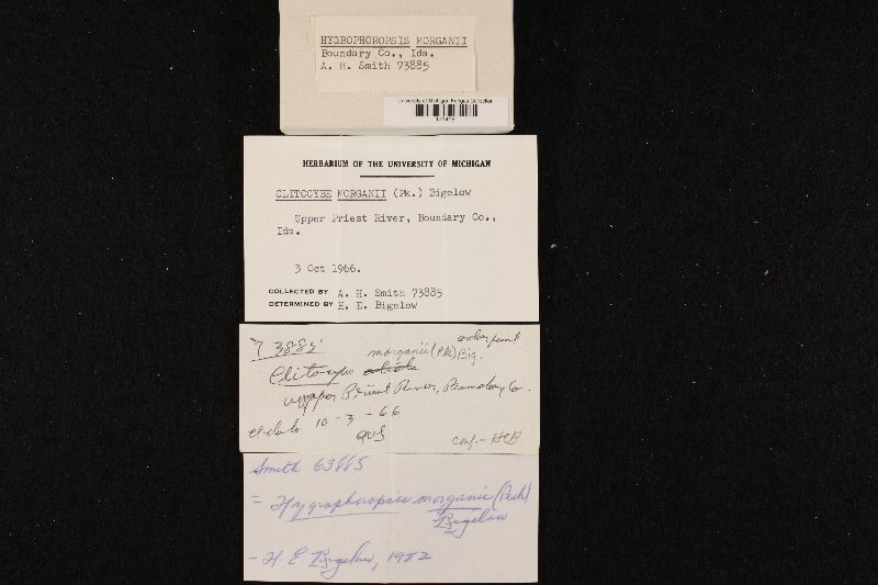 Hygrophoropsis morganii image