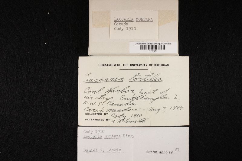 Laccaria montana image