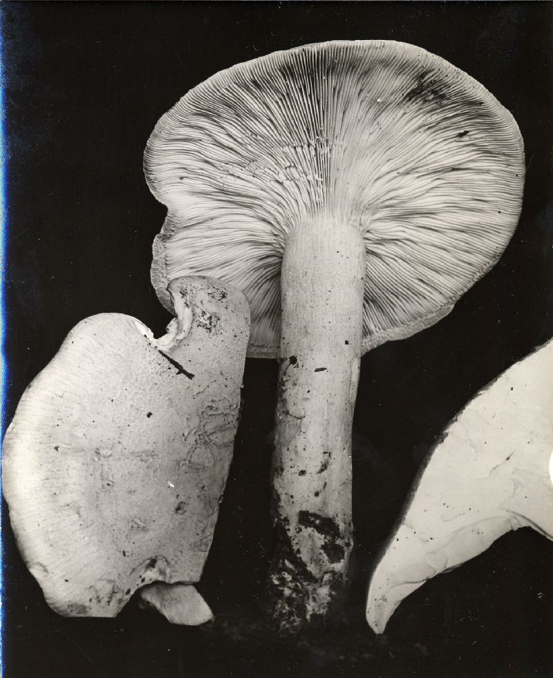 Leucopaxillus paradoxus image