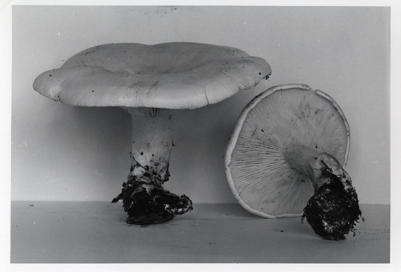 Leucopaxillus paradoxus image