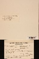 Leucopaxillus albissimus image