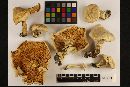 Leucopaxillus laterarius image