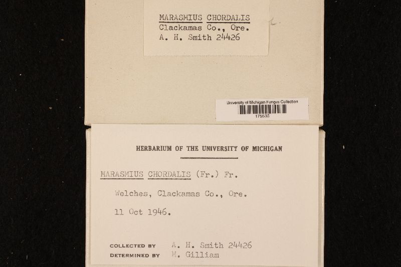 Marasmius chordalis image