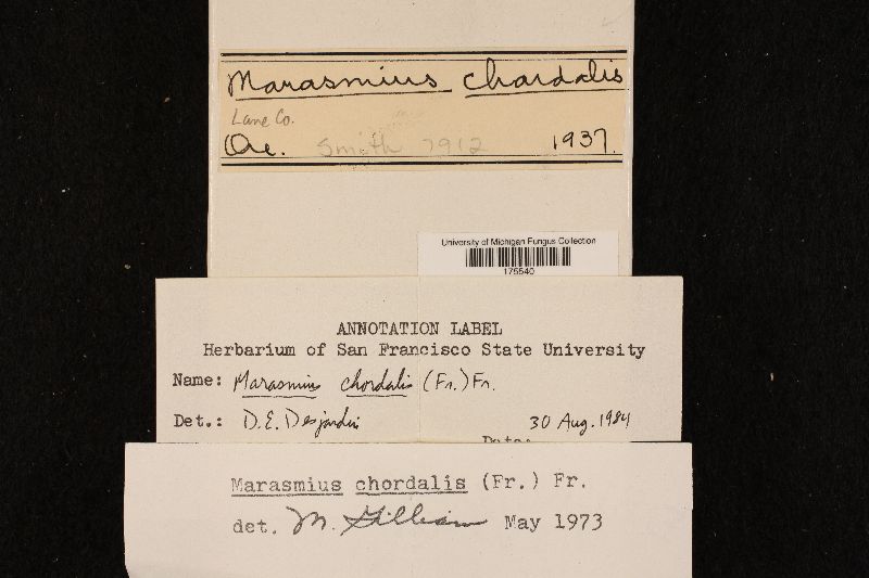 Marasmius chordalis image