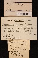 Marasmius epidryas image