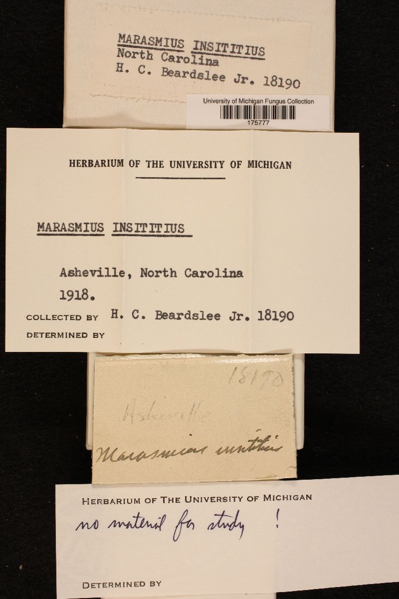 Marasmius insititius image
