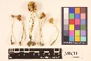 Marasmius oreades image