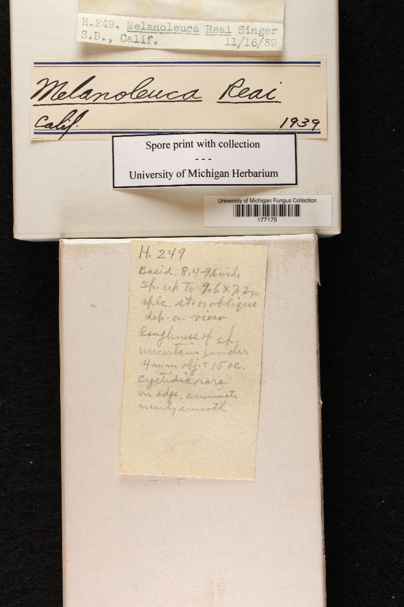 Melanoleuca reai image