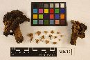 Asterophora lycoperdoides image