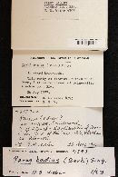 Lentinus badius image