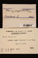 Hohenbuehelia angustata image