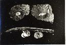 Panus operculatus image