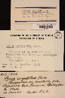 Hohenbuehelia angustata image