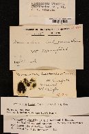 Lichenomphalia hudsoniana image