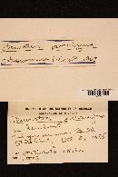 Pleurocybella porrigens image