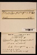 Pleurocybella porrigens image