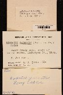 Rhodotus palmatus image