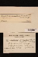 Thumbnail image of current specimen