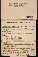 Tricholoma aurantium image