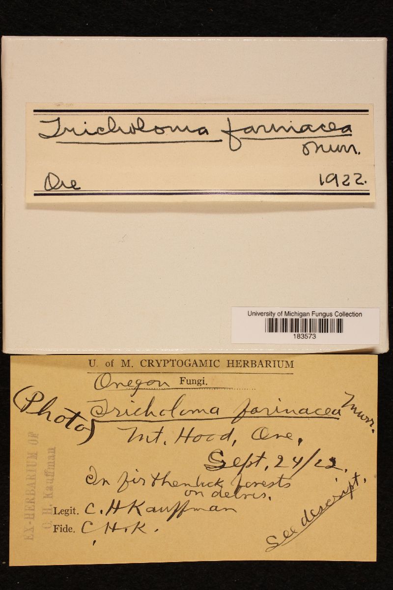 Tricholoma farinaceum image