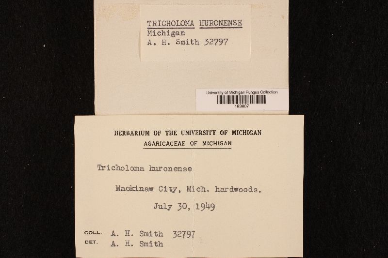 Tricholoma huronense image