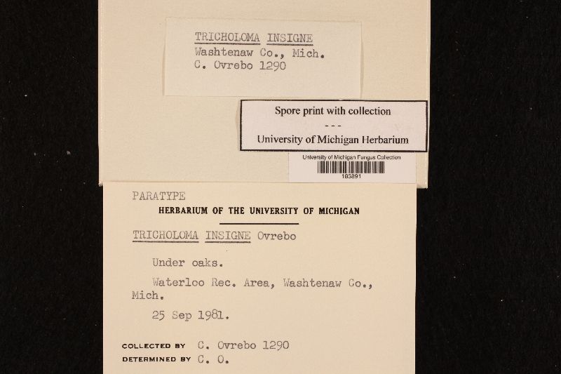 Tricholoma insigne image