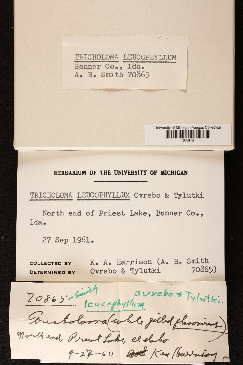 Tricholoma leucophyllum image
