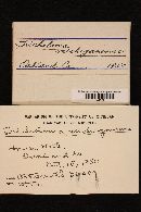 Tricholoma michiganense image