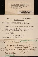 Tricholoma michiganense image