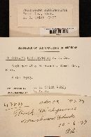 Tricholoma michiganense image