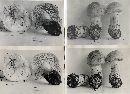 Tricholoma pardinum image