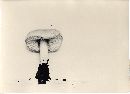 Tricholoma platyphyllum image
