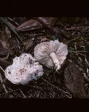 Tricholoma resplendens image