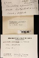 Tricholoma saponaceum image