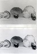 Tricholoma saponaceum image