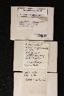 Tricholoma serratifolium image