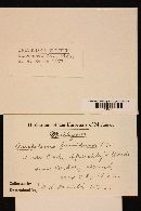 Tricholoma tumidum image