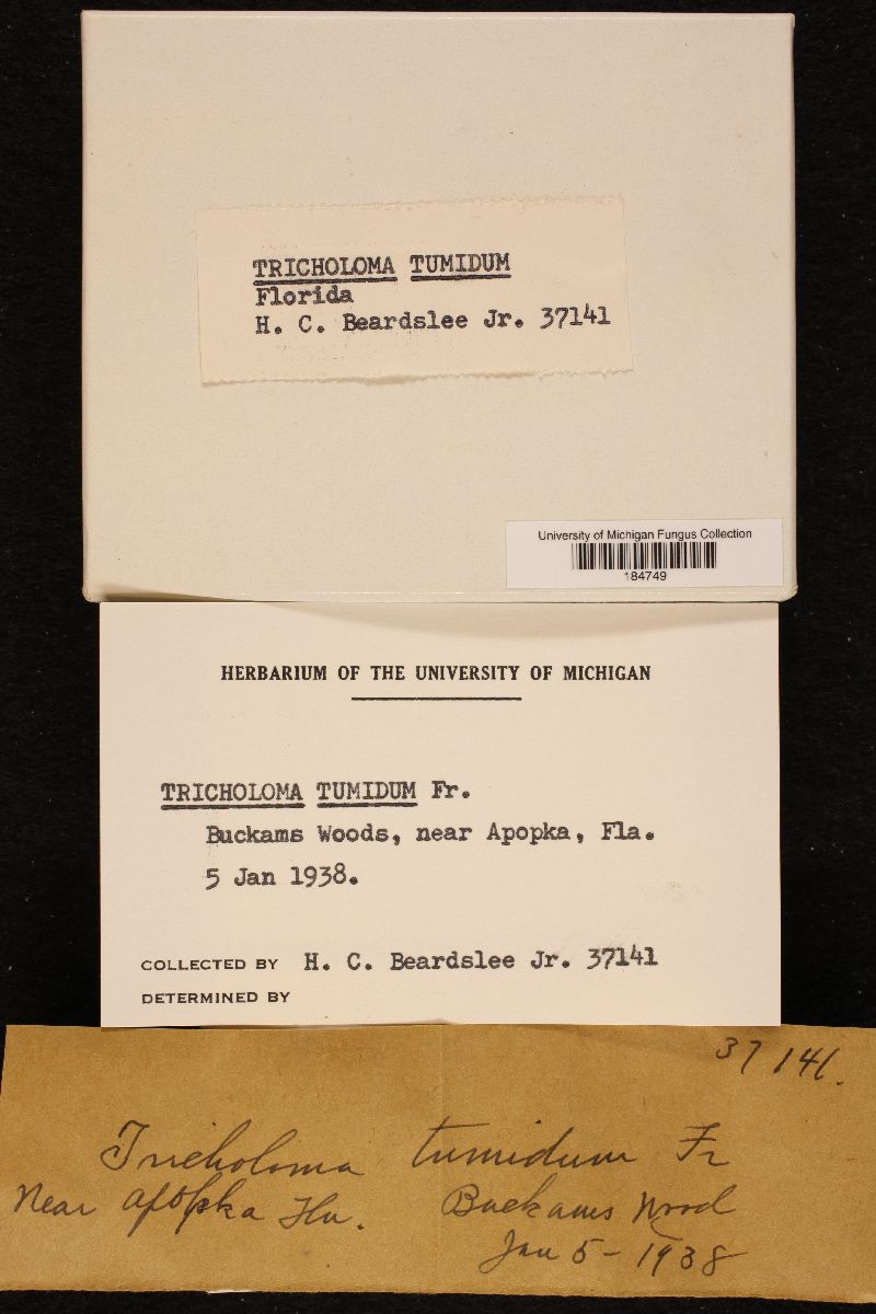 Tricholoma tumidum image