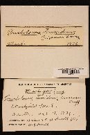 Tricholoma tumidum image