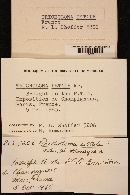 Tricholoma ustale image