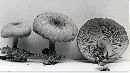 Tricholomopsis decora image