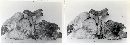 Tricholomopsis rutilans image