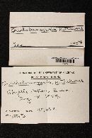 Tricholomopsis rutilans image