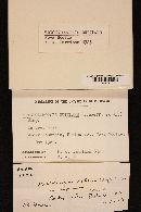 Tricholomopsis rutilans image