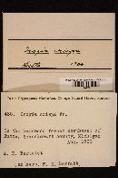 Plicaturopsis crispa image