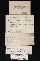 Xeromphalina tenuipes image