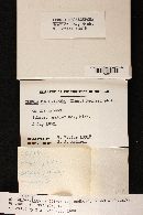 Hymenopellis megalospora image